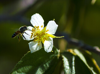 BEE with flower