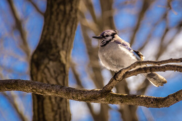 Blue Jay in Central Park