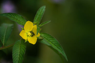 flower in the color yellow with insect in the centre