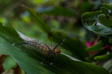 insect that if transform into the color black butterfly, orange and white with similar to thorns...