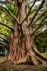 Obraz premium Wonderful tree