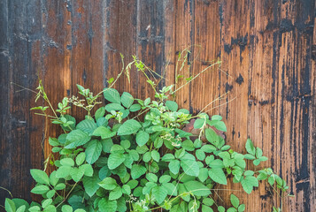 green plant on wooden door of traditional house in ancient village of Anhui,China.