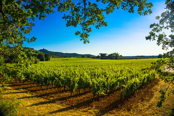 Fototapeta na wymiar Bolgheri Castagneto vineyard and tree. Maremma Tuscany, Italy