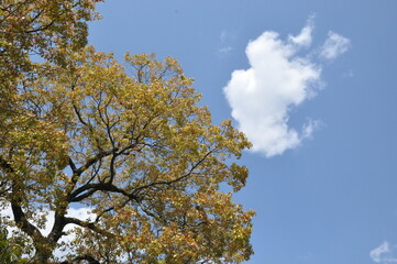 木の幹　枝　空　新緑