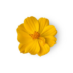 The Beautiful yellow flowers