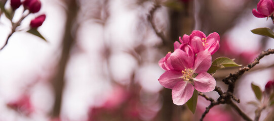 Pink Apple Blossom Banner