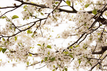 White Cherry Blossom Flower Background
