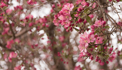 Pink Apple Blossom Background