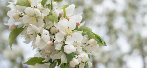 White Apple Blossom Spring Buds