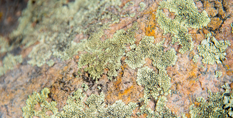 Orange and Green Moss Lichen Background