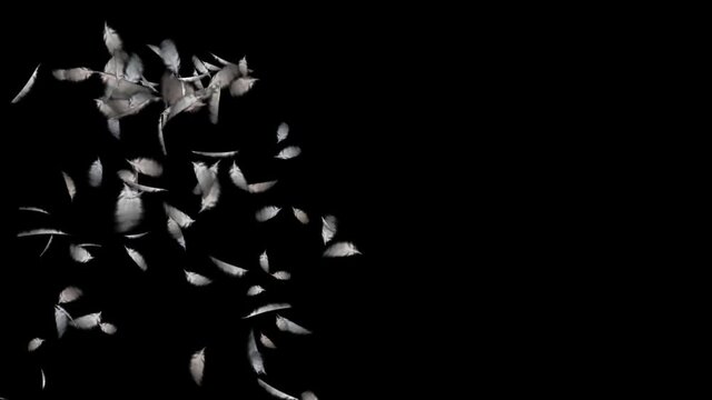 4k falling bird feather.