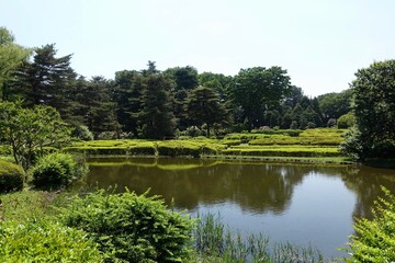 Fototapeta premium 公園の池