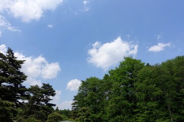 青空と新緑