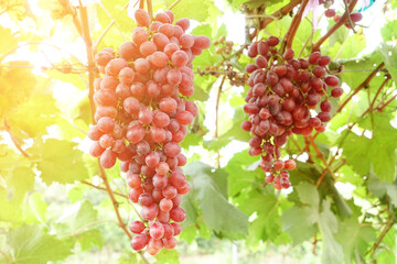 Red grapes in vineyard