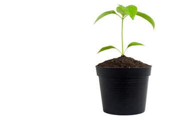 little Tree in the pots on white background,Copy space for add text