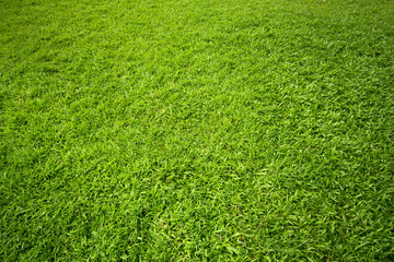 Green grass on the ground for background.