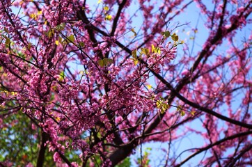 Pink blossom tree