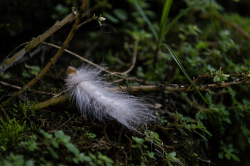 insect that if transform in butterfly with body full of by the color white