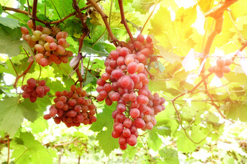 Red grapes in vineyard