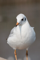 Closeup of seagull