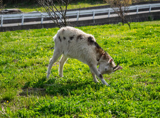 Little goat which has red strap in a green field is licking his leg.