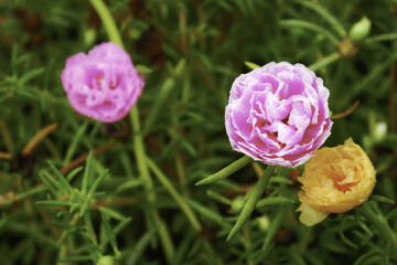 Portulaca flowers at the garden in morning