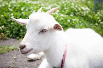 Fototapeta premium Goat in the garden