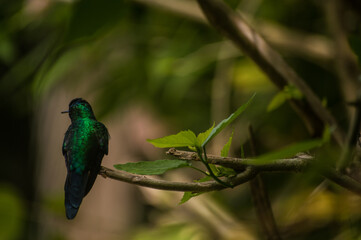 bird with terms i the color green and blue
