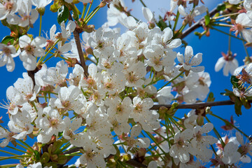 Cherry flower in april on blue sky