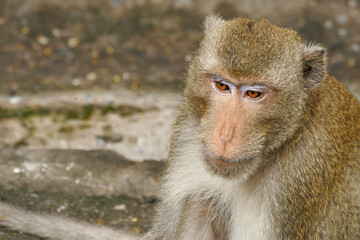 A monkey waiting something.