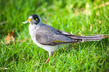 bird on grass