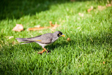 bird on grass