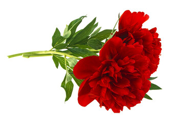Two red peony flowers on a white background