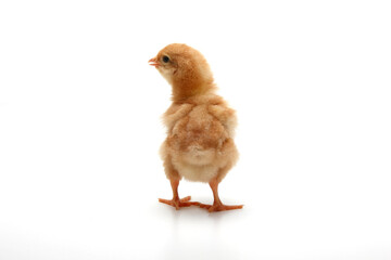 ひよこ　目が生き生き