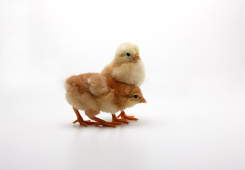 ひよこ　目が生き生き