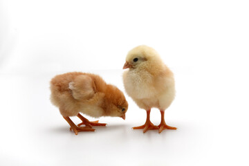 ひよこ　目が生き生き