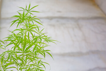Marijuana Bud on Canopy of Indoor Cannabis Plants with Flat Vintage Style