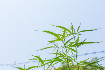 Marijuana Bud on Canopy of Indoor Cannabis Plants with Flat Vintage Style