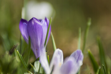 Fleurs de Chartreuse.