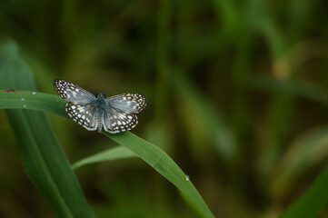 butterfly in the color patches in the gray with white color