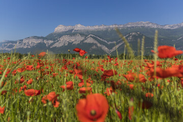 Obraz premium Coquelicots - Isère - Grenoble.