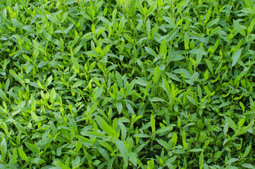 Background of green grass. Background of green grass. Natural lawn