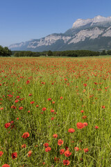 Coquelicots - Isère - Grenoble.