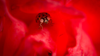 Ladybug