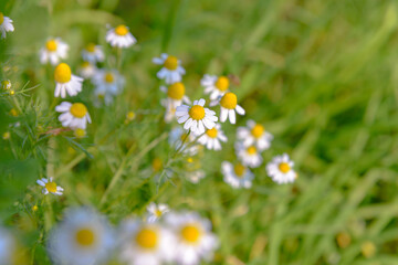 Many white daisy flowers on green meadow