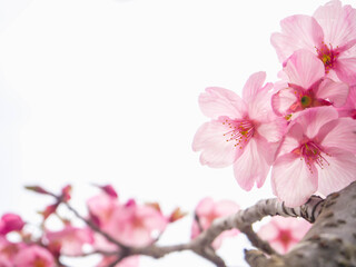Obraz premium Beautiful soft light pink sakura or cherry blossom and white background