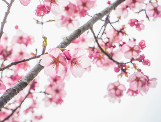 Beautiful soft light pink sakura or cherry blossom and white background