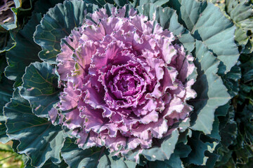 Fresh purple - green cabbage in the agriculture fields - top view