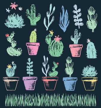 Succulent and Cactus Chalk Drawing Vector Set