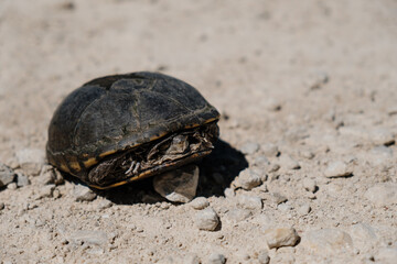 Turtle